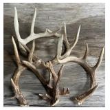 Deer Antlers