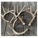 Deer Antlers