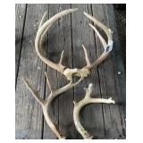 Deer Antlers