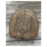 14" Turtle Shell