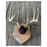 Whitetail Deer Mount