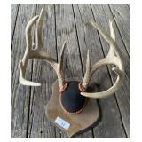 Whitetail Deer Mount