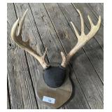 Whitetail Deer Mount