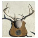 Whitetail Deer Mounted Antlers