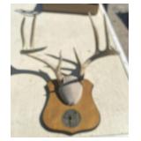 Whitetail Deer Mounted Antlers