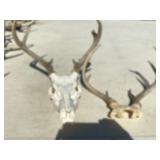 Whitetail Deer Antlers and Skull Mount