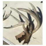 Whitetail Deer Antlers