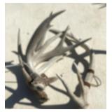 Whitetail Deer Antlers