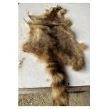 Raccoon Pelt