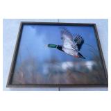Framed Duck in Flight Picture