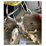 Bear, Deer and Wolf Skulls