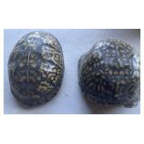 Box Turtle Shells