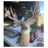 Whitetail 14 Point Deer Mount