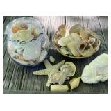 Seashells