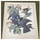 White Crowned Pigeon Print