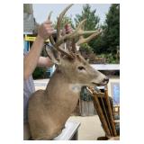 White Tail Deer Mount