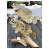 Taxidermy Crappie Mount