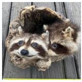 Taxidermy Raccoon Statue
