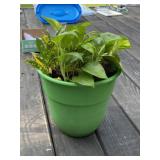 Indoor House Plant