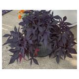 Outdoor House Plant
