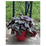 Outdoor House Plant