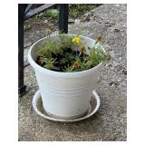 Outdoor House Plant