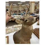 7 Point Whitetail Deer Mount