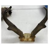 Goat Horns?
