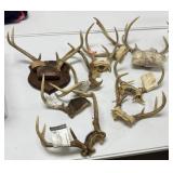 Deer Antlers