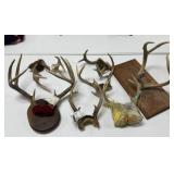 Deer Antlers
