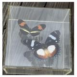 Butterflies in Acrylic Display