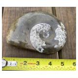 Shell Fossil