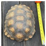 Turtle Shell