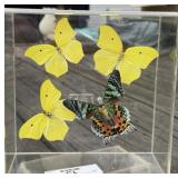 Butterflies in Acrylic Display