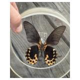Butterfly in Acrylic Display