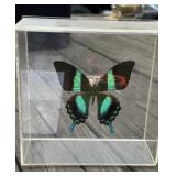 Butterfly in Acrylic Display
