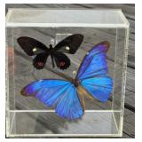 Butterflies in Acrylic Display
