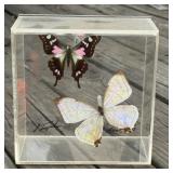 Butterflies in Acrylic Display