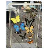 Butterflies in Acrylic Display