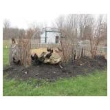 (1) Rooster & (5) Hens