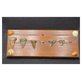 Shark Tooth Wall Plaque