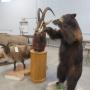 Sporting Goods-Taxidermy, Boats, Golf carts, UTV, Cast iron & Crocks