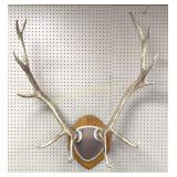 6 x 6 Elk Antlers Mounted to Hang on Wall