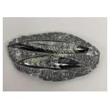 Orthoceras Fossil Set 4" x 7"