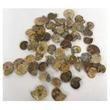 Ammonite Fossils Cut & Polished Approx 55 Count