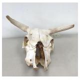 Bull Steer Skull w/ Horns 20' w x 16'