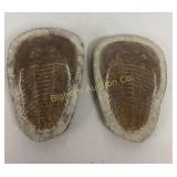 2 Pc Fossil 5ï¿½' x 8'