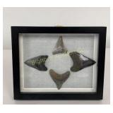 Fossilized Megalodon Shark Teeth in Display