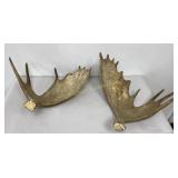 Moose Antlers Approx 12 Lbs