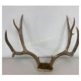 Deer Antlers 4x4 Approx 2ï¿½Lbs